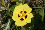 Spotted Rockrose, the county flower. © J B Ratcliffe